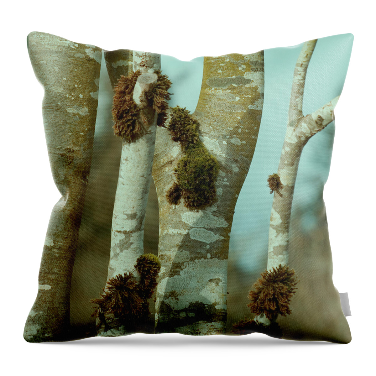 Birch Trees Throw Pillow featuring the photograph Birch by Bonnie Bruno