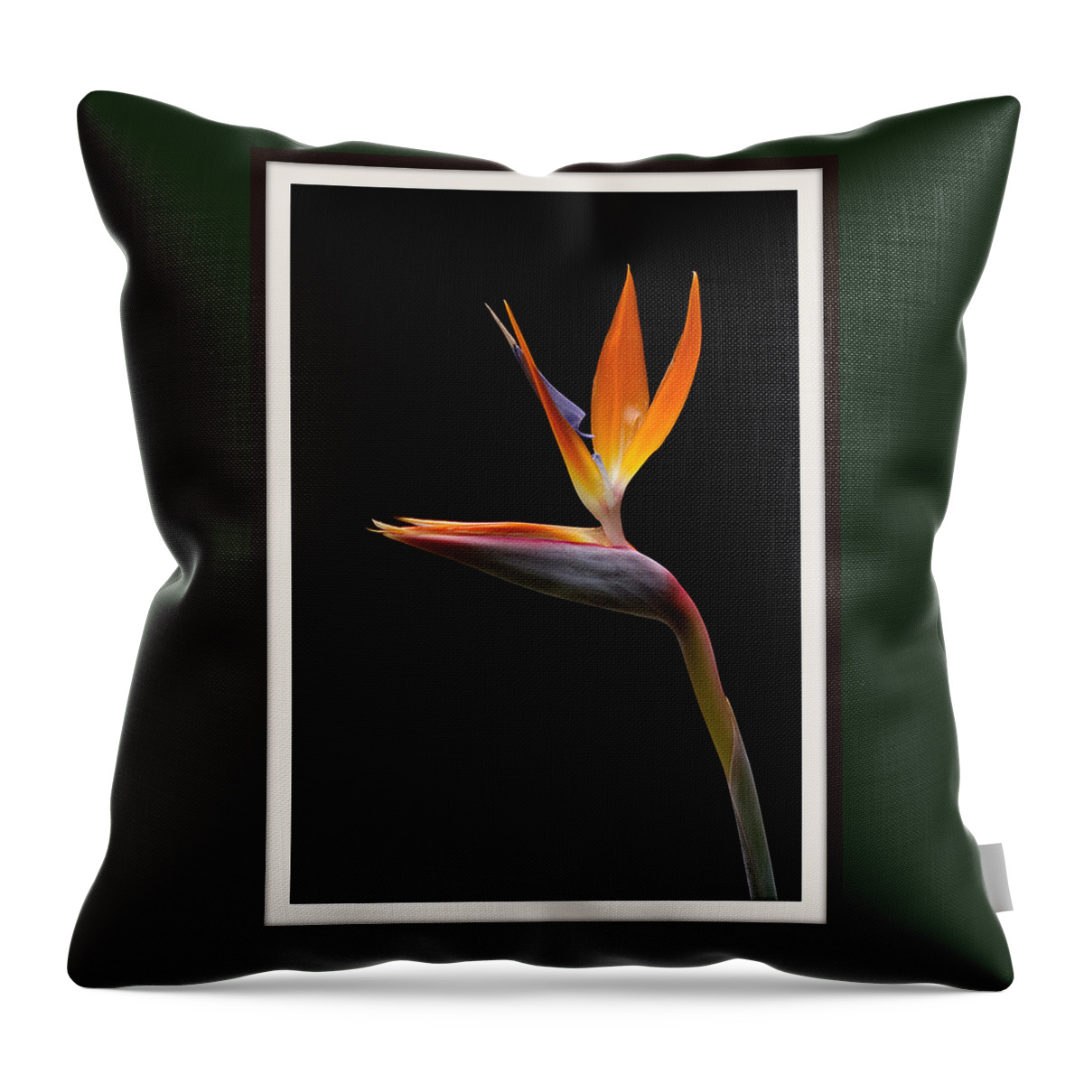 Flower Throw Pillow featuring the photograph Bird of Paradise by Farol Tomson