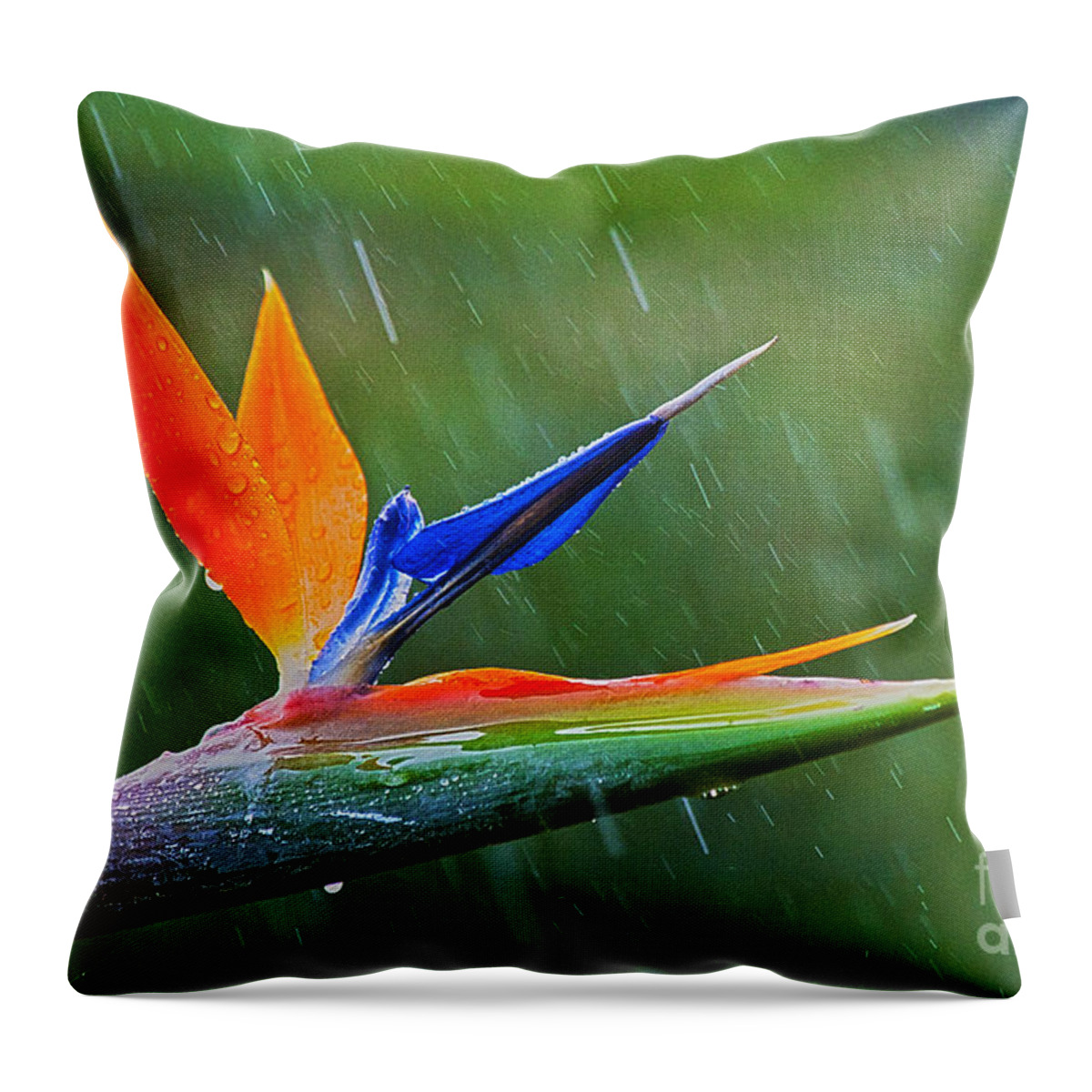 Strelitzia Throw Pillow featuring the photograph Bird-of-Paradise in Rain by Heiko Koehrer-Wagner