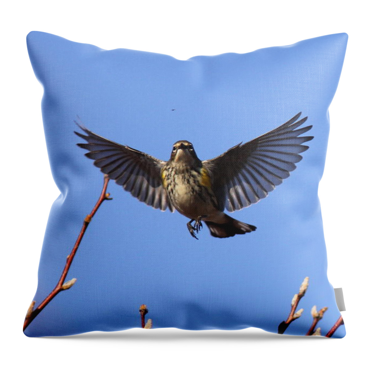 Yellow-rumped Warber Throw Pillow featuring the photograph Bird vs Bug by Travis Truelove
