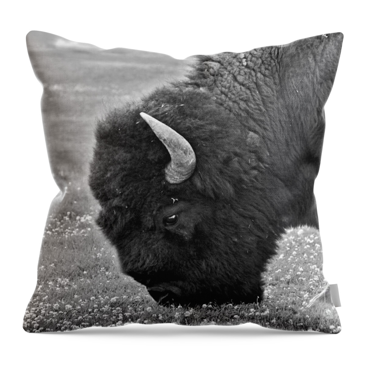 Buffalo Throw Pillow featuring the photograph Bison Bull Grazing on Clover by Karon Melillo DeVega