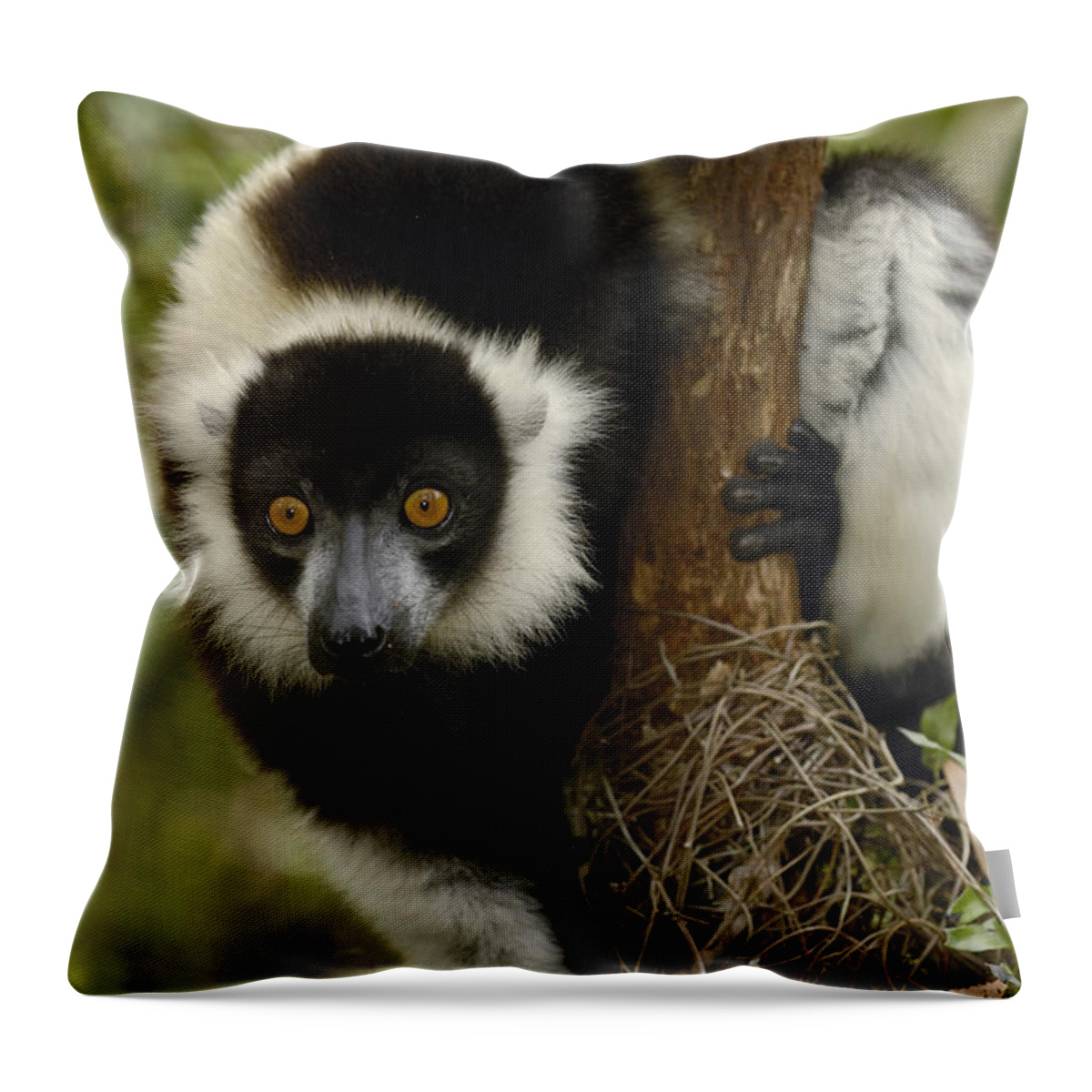 Mp Throw Pillow featuring the photograph Black And White Ruffed Lemur Varecia by Pete Oxford