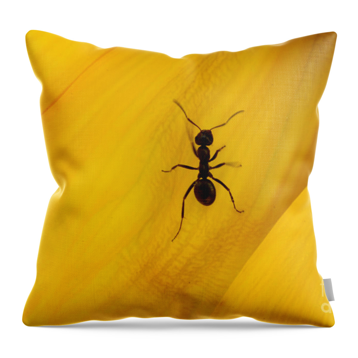 Black Throw Pillow featuring the photograph Black Ant On Sunflower Petal by Bob Christopher