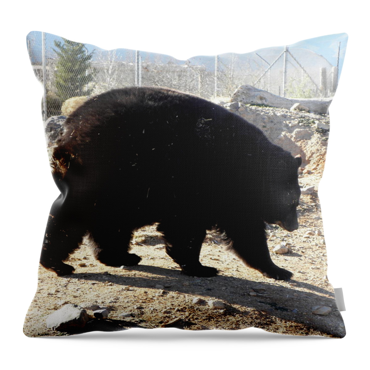 Black Throw Pillow featuring the photograph Black Bear by Kim Galluzzo
