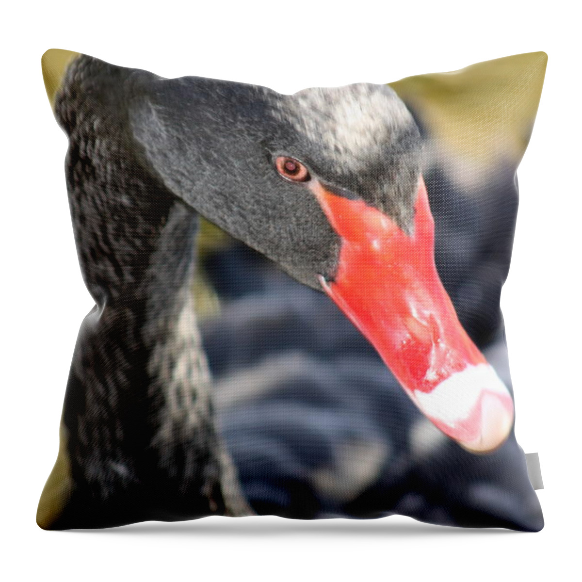 Black Throw Pillow featuring the photograph Black Beauty by Kim Galluzzo