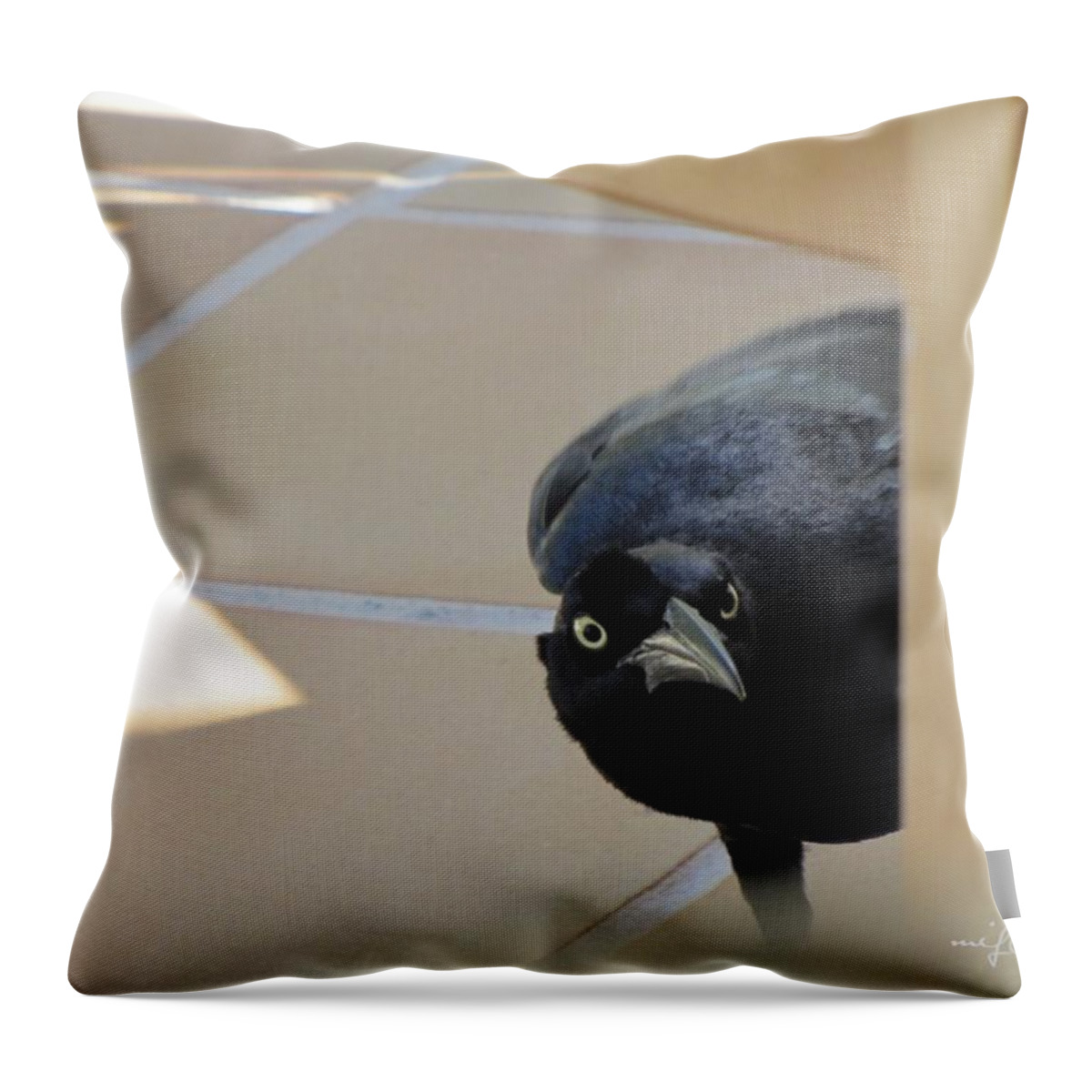 Blackbird Throw Pillow featuring the photograph Blackbird Curiosity 0703 by Maciek Froncisz