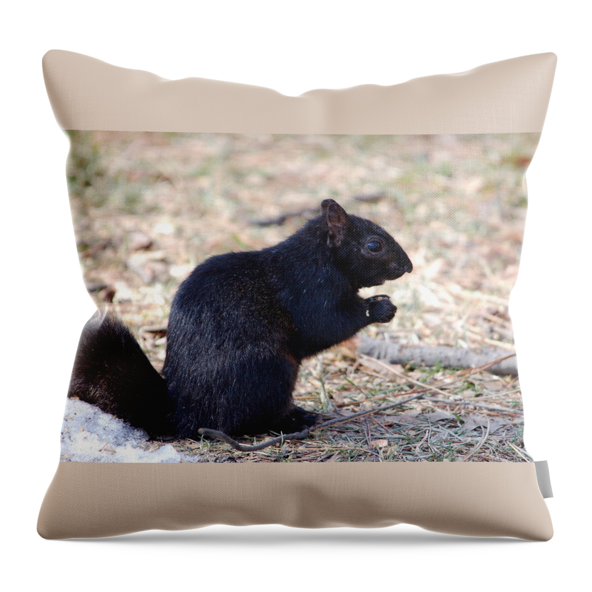 Squirrel Throw Pillow featuring the photograph Black Squirrel of Central Park by Sarah McKoy