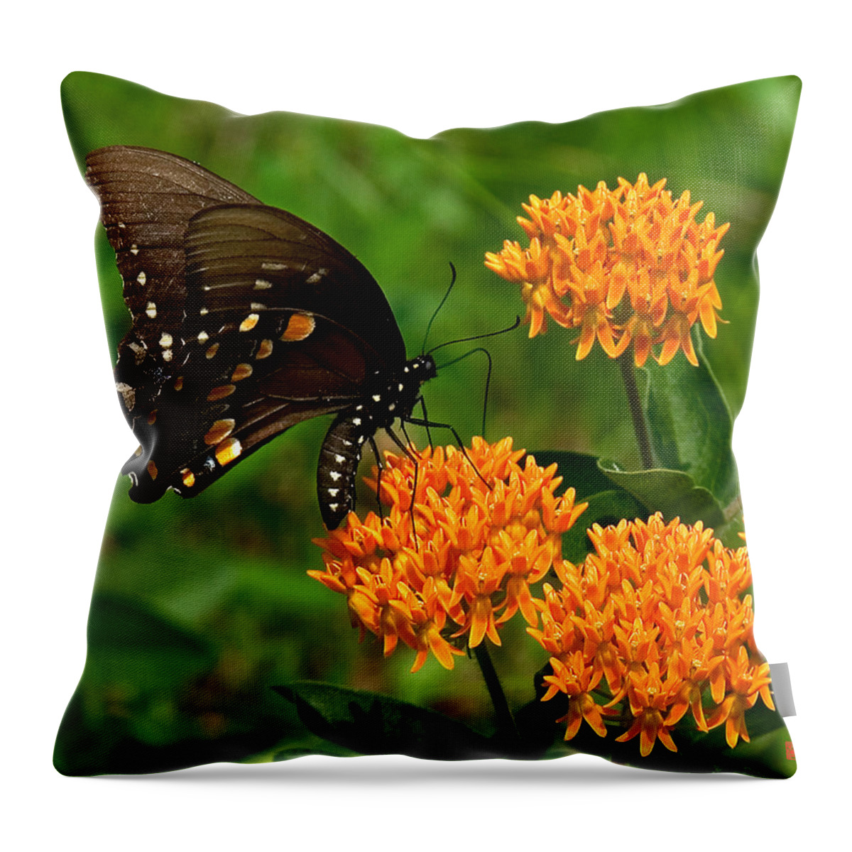 Insect Throw Pillow featuring the photograph Black Swallowtail Visiting Butterfly Weed DIN012 by Gerry Gantt
