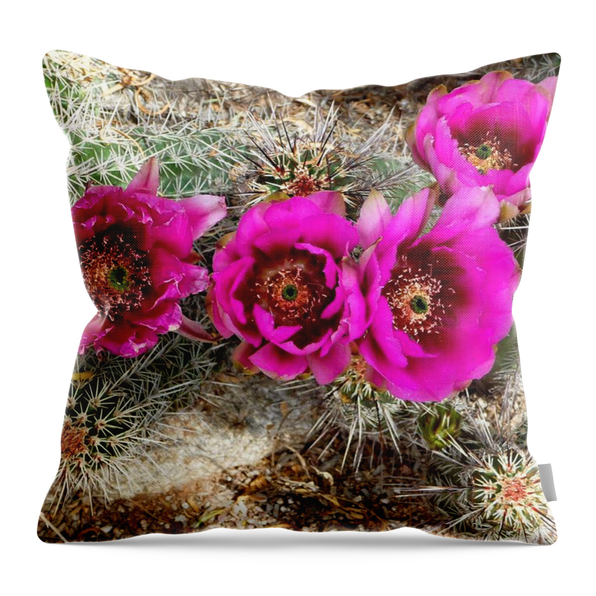 Cactus Throw Pillow featuring the photograph Blooming Cactus by Jo Sheehan