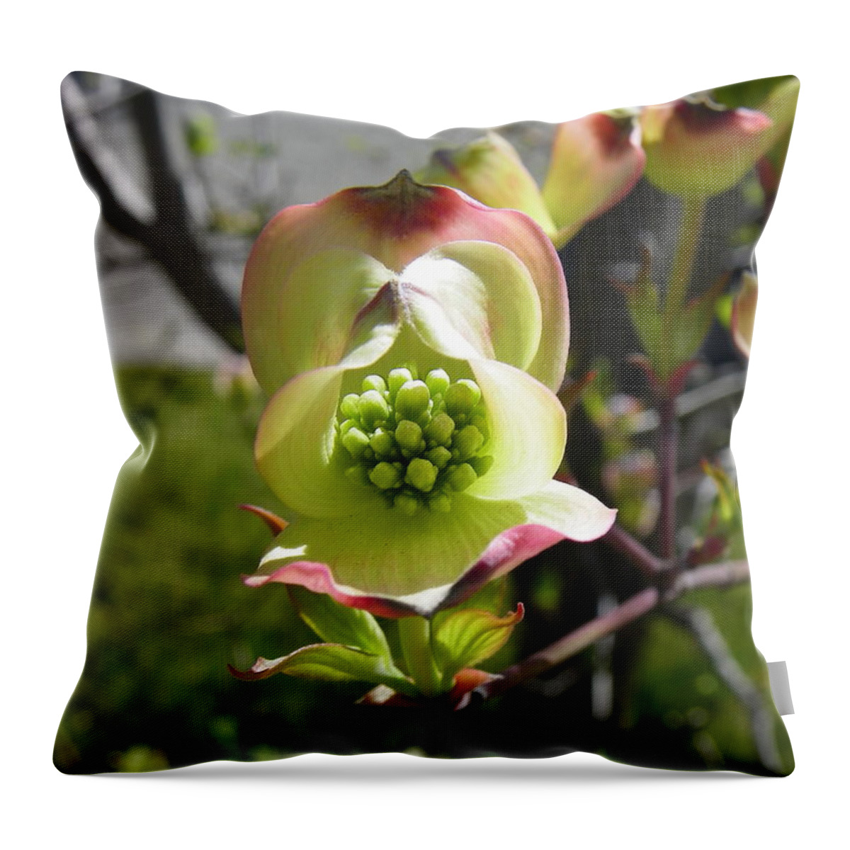 Dogwood Throw Pillow featuring the photograph Blossoming by KD Johnson