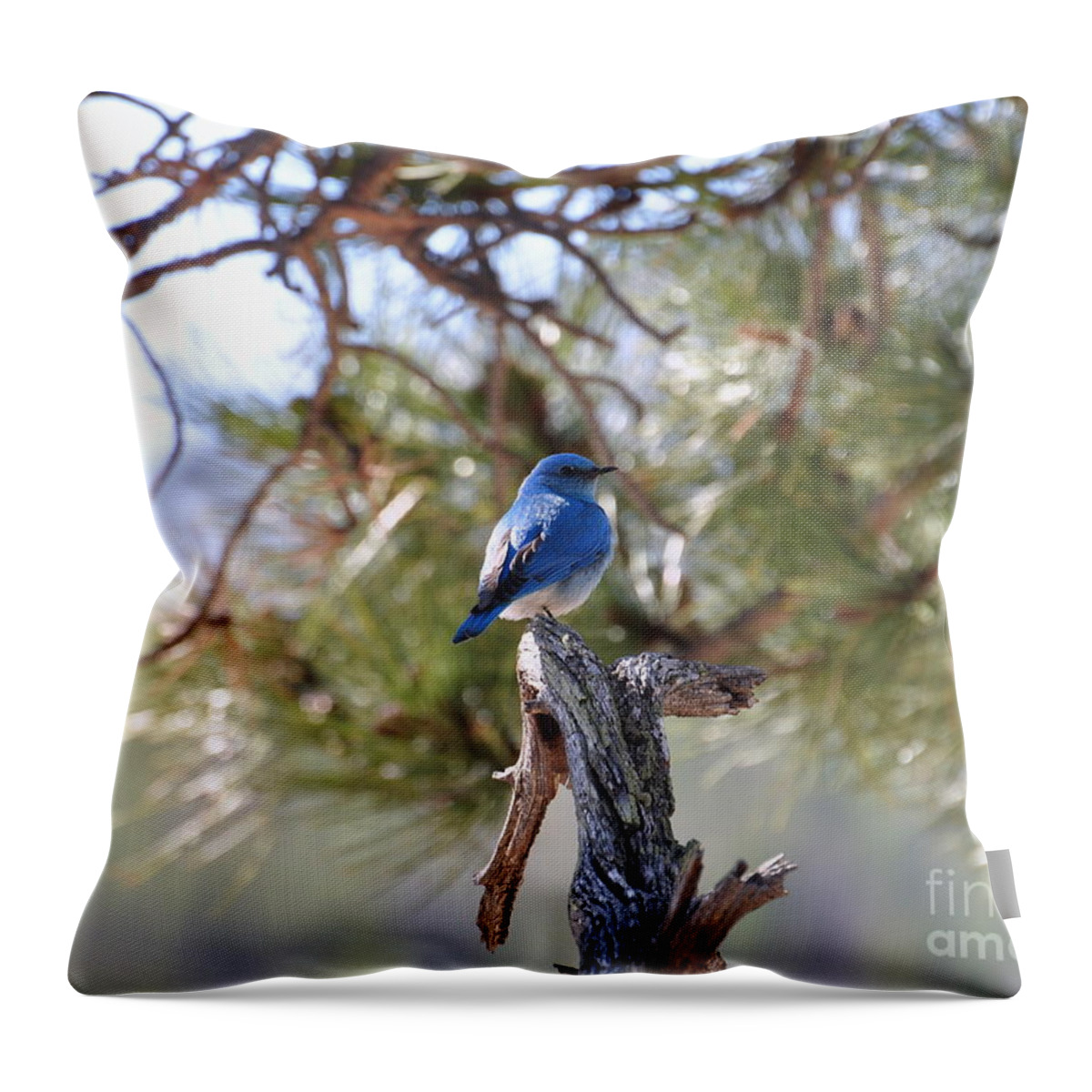 Birds Throw Pillow featuring the photograph Blue Boy by Dorrene BrownButterfield