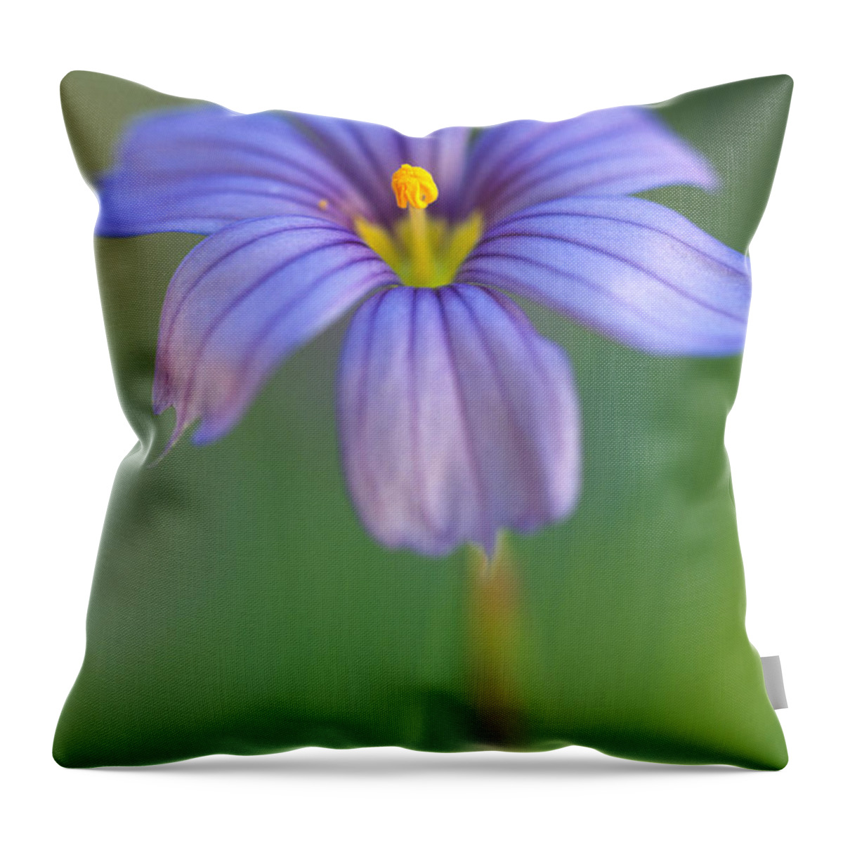 Flowers Throw Pillow featuring the photograph Blue Eyed Grass 2 by Kathy Yates