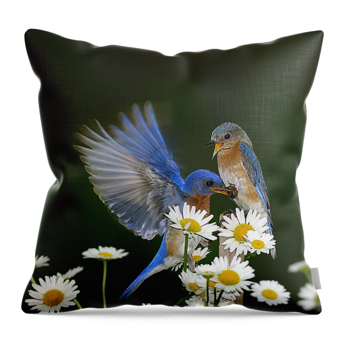 Bluebirds Daisies Throw Pillow featuring the photograph Bluebirds Picnicking In The Daisies by Randall Branham