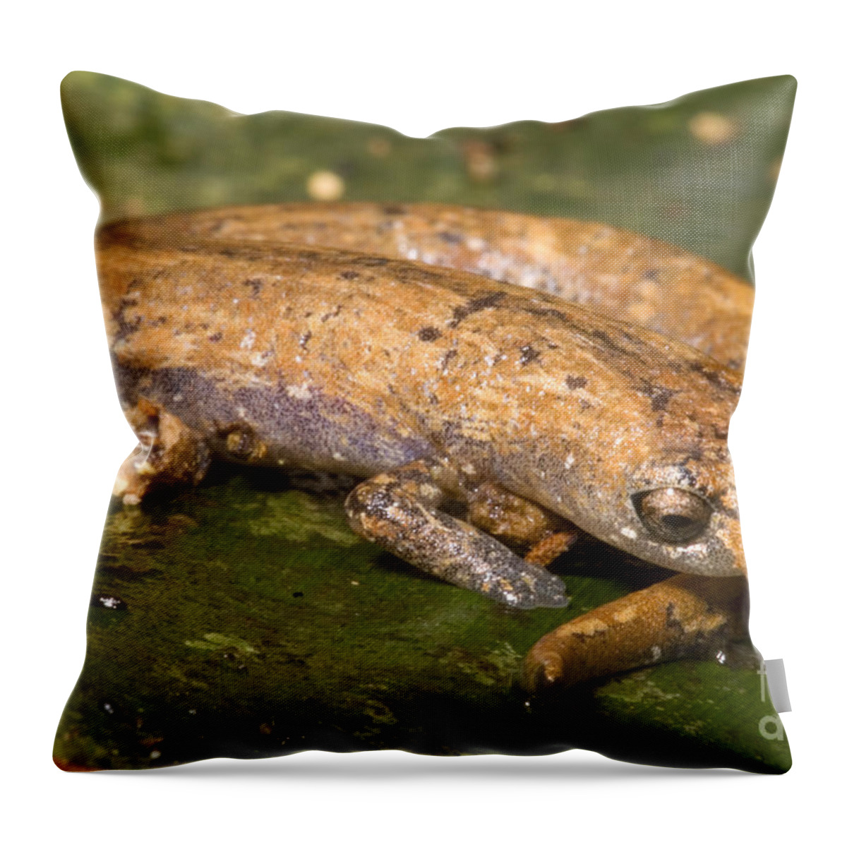 Bolitoglossine Throw Pillow featuring the photograph Bolitoglossine Salamander by Dante Fenolio