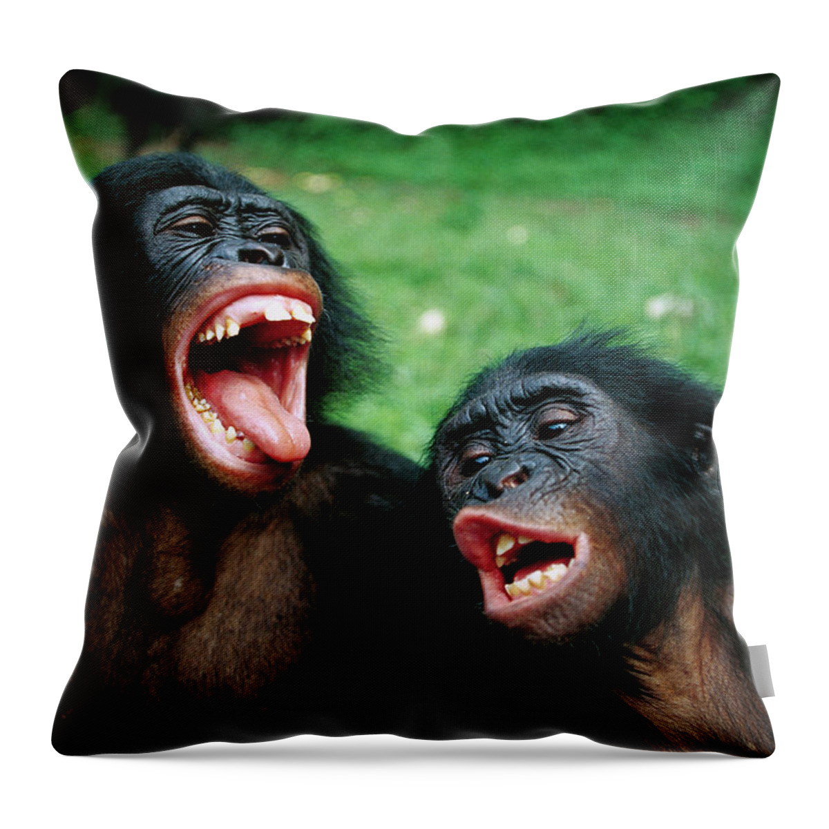 Mp Throw Pillow featuring the photograph Bonobo Pan Paniscus Juvenile Pair by Cyril Ruoso