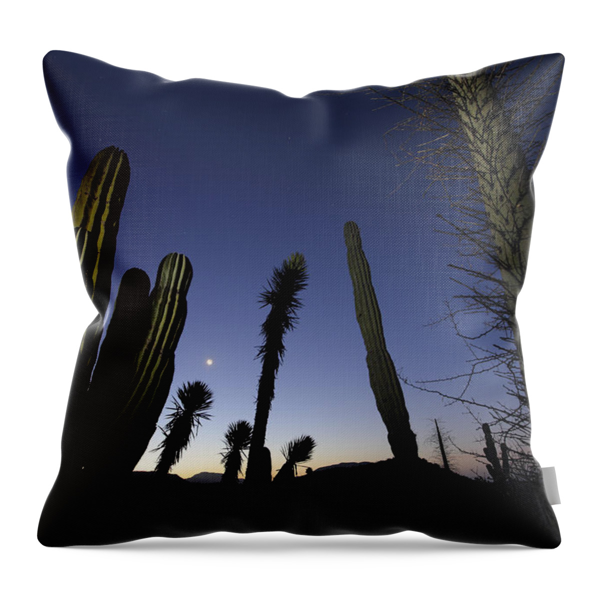 Mp Throw Pillow featuring the photograph Boojum Tree Idria Columnaris And Cardon by Cyril Ruoso