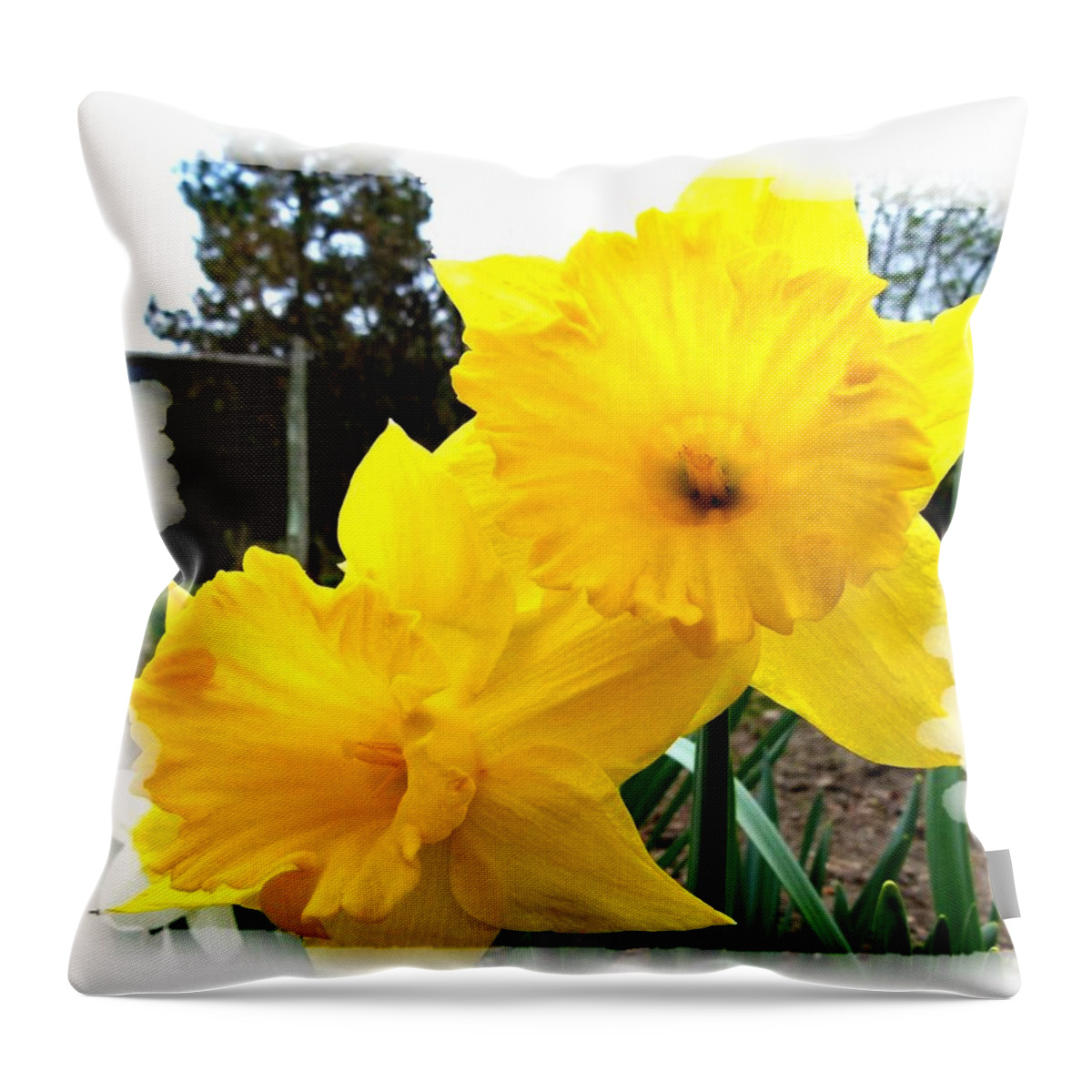 Photo Design Throw Pillow featuring the photograph Bordered Daffodils by Will Borden