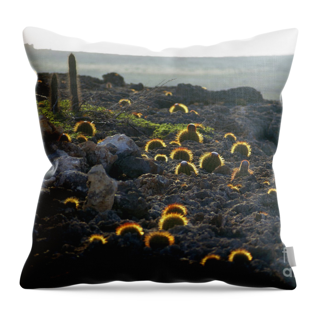 1973 Throw Pillow featuring the photograph Botany: Cacti by Granger