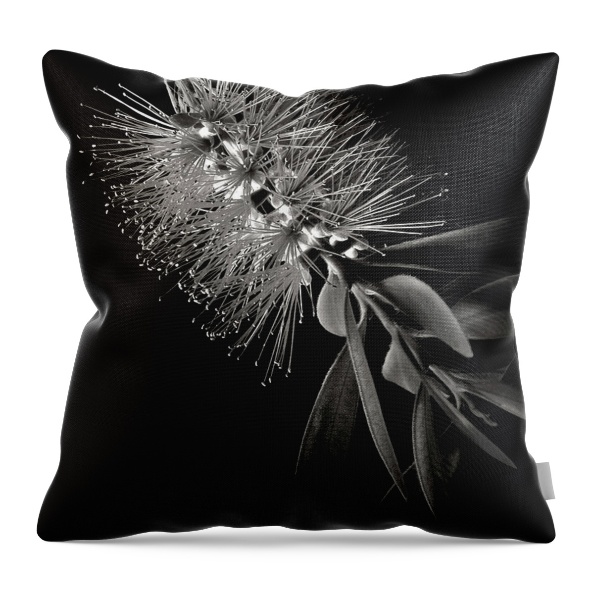 Flower Throw Pillow featuring the photograph Bottlebrush in Black and White by Endre Balogh