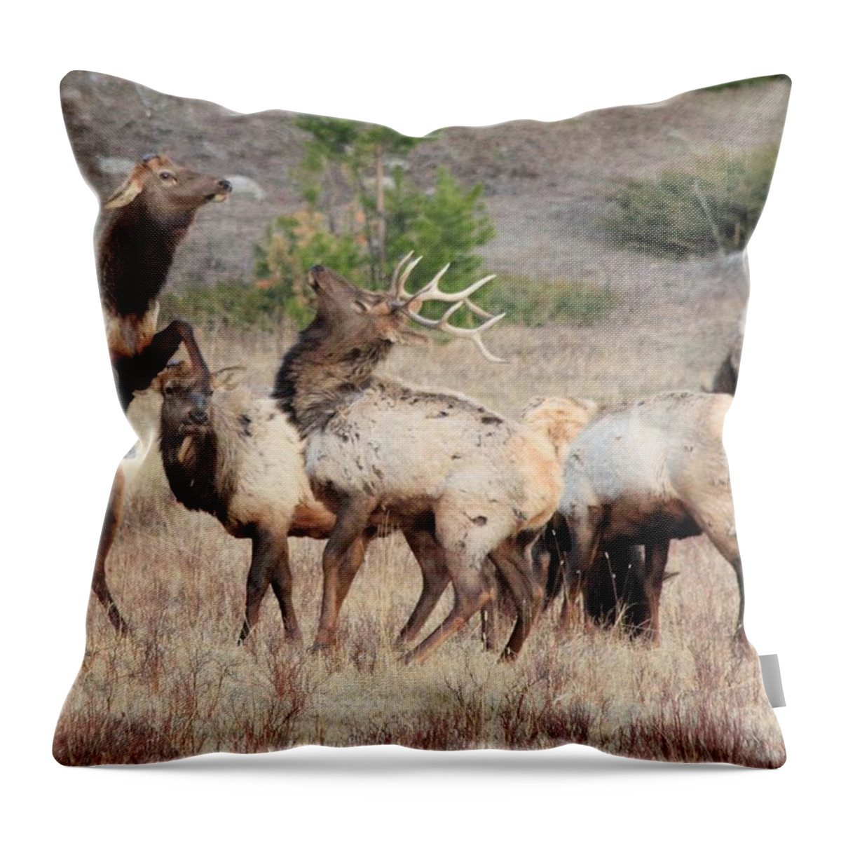 Elk Throw Pillow featuring the photograph Boxing Match by Shane Bechler