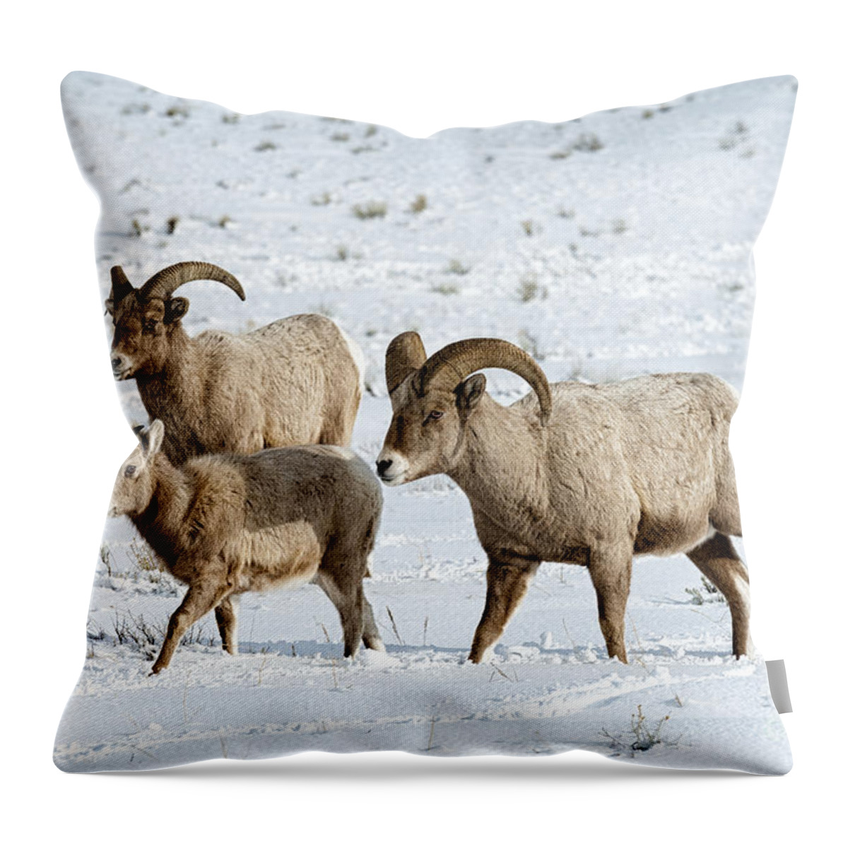 Wildlife Throw Pillow featuring the photograph Boys Night Out by Sandra Bronstein