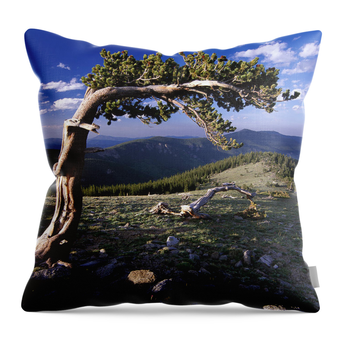 00174844 Throw Pillow featuring the photograph Bristlecone Pine Mt Evans Colorado by Tim Fitzharris