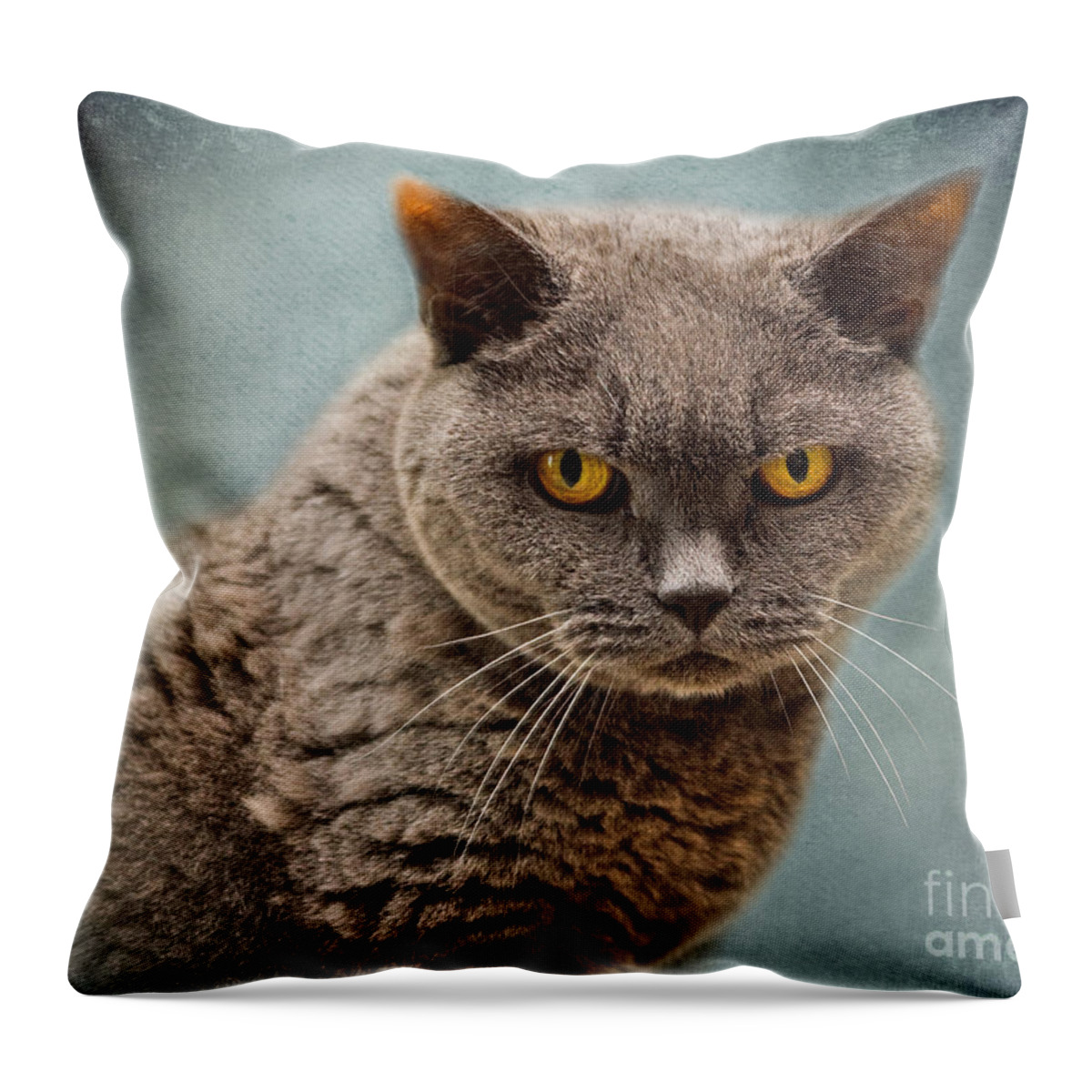 Cat Throw Pillow featuring the photograph British Blue Shorthaired Cat by Louise Heusinkveld