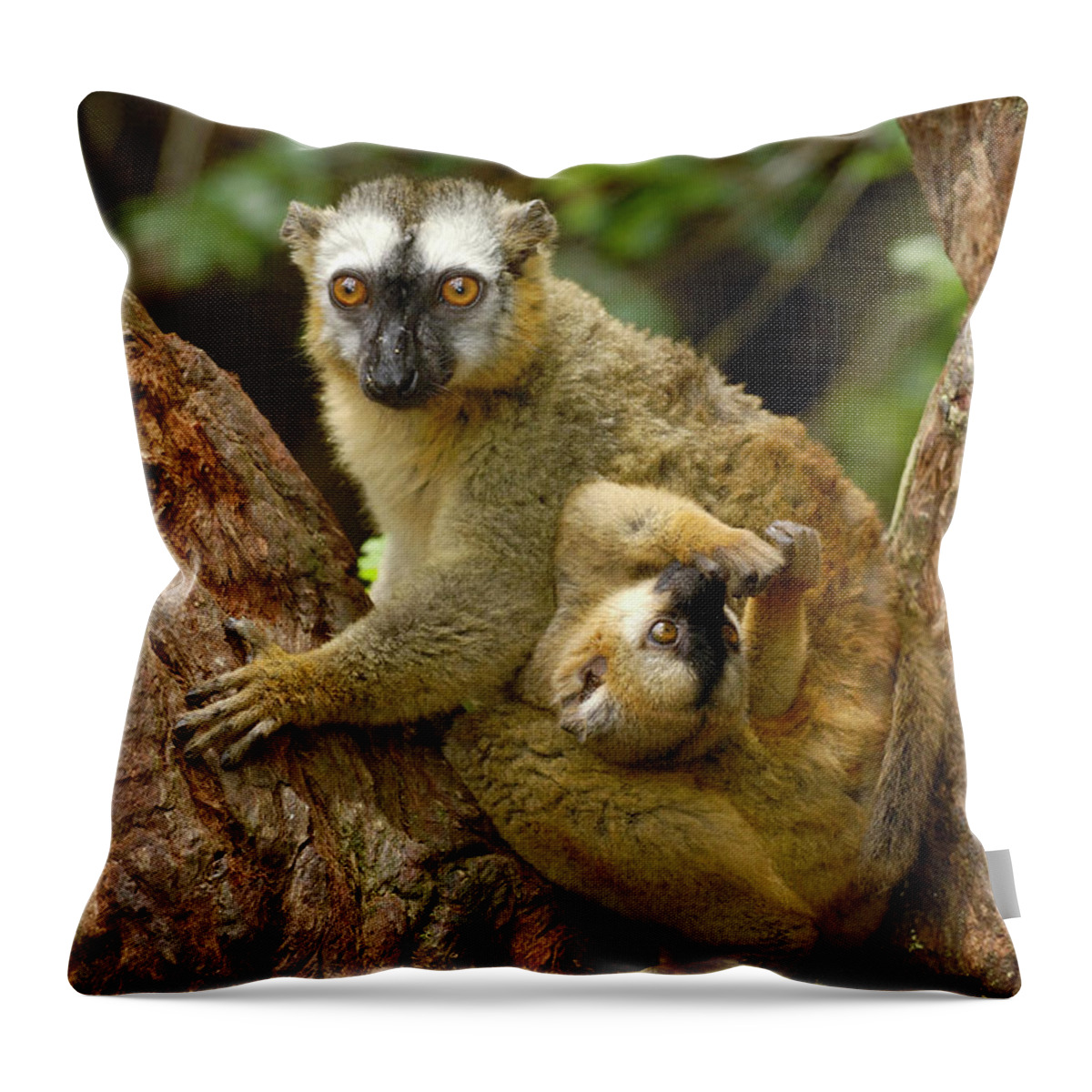 Mp Throw Pillow featuring the photograph Brown Lemur Lemur Fulvus Female by Pete Oxford