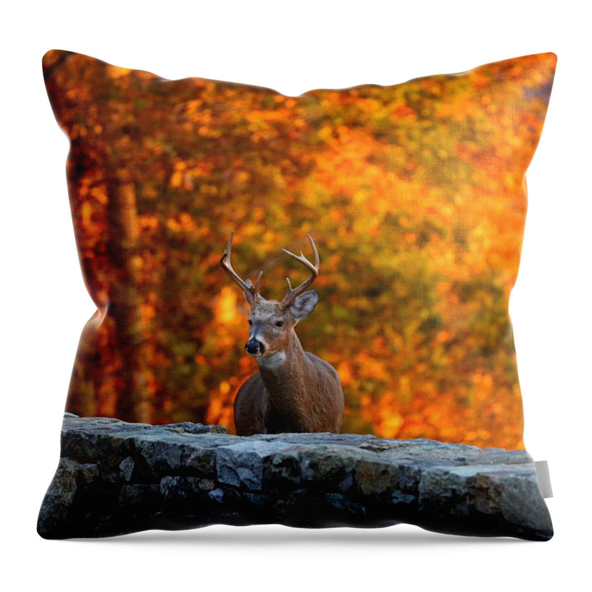 Metro Throw Pillow featuring the photograph Buck in the Fall 01 by Metro DC Photography