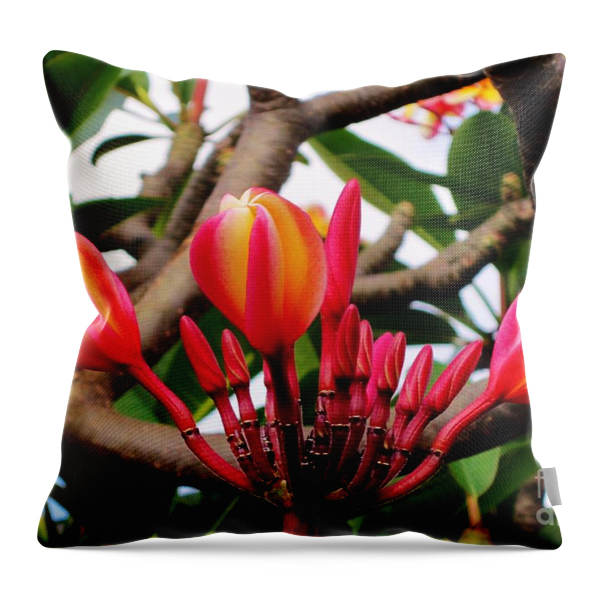 Plumeria Throw Pillow featuring the photograph Buds - A bakers Dozen by Craig Wood