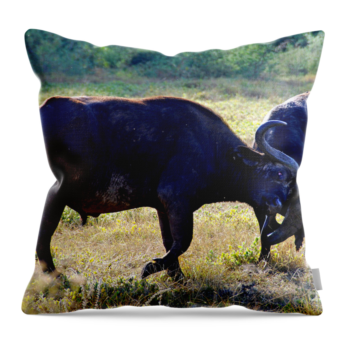 Cape Buffalos Throw Pillow featuring the digital art Buffalos fighting by Pravine Chester