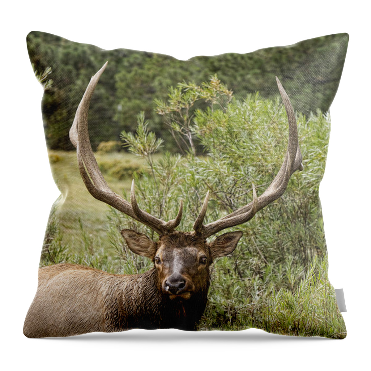 Elk Throw Pillow featuring the photograph Bull Elk Eyes by James BO Insogna