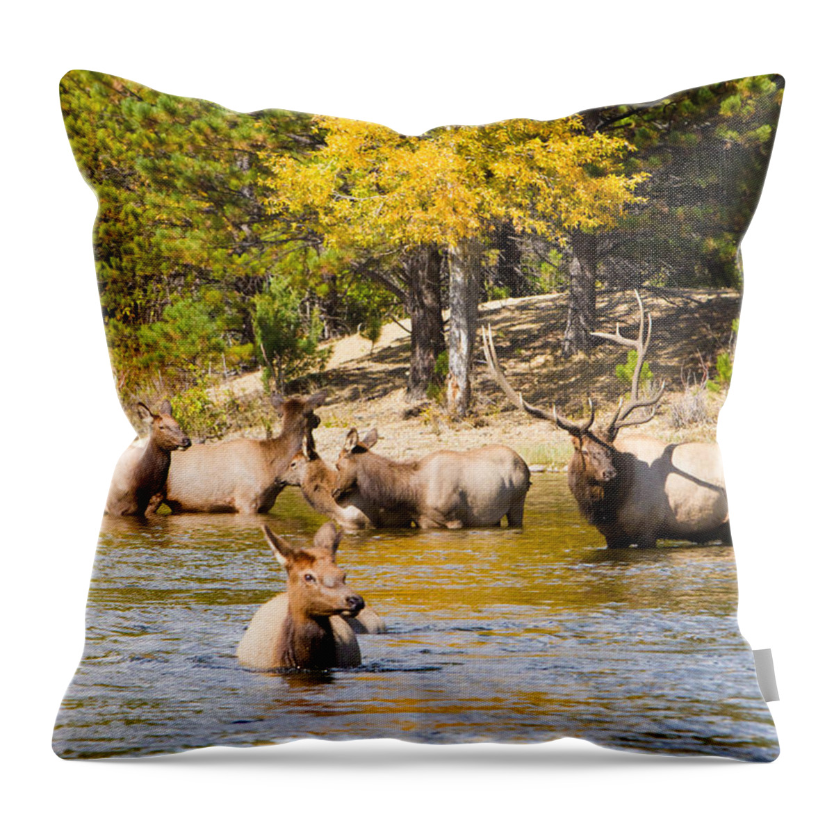 'estes Park' Throw Pillow featuring the photograph Bull Elk Watching Over Herd 4 by James BO Insogna