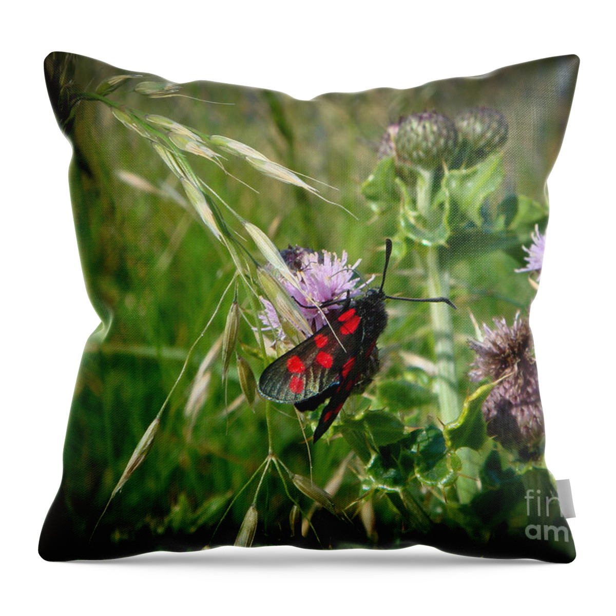 Six Spot Burnet Moth Throw Pillow featuring the photograph Burnet Moth by Yvonne Johnstone