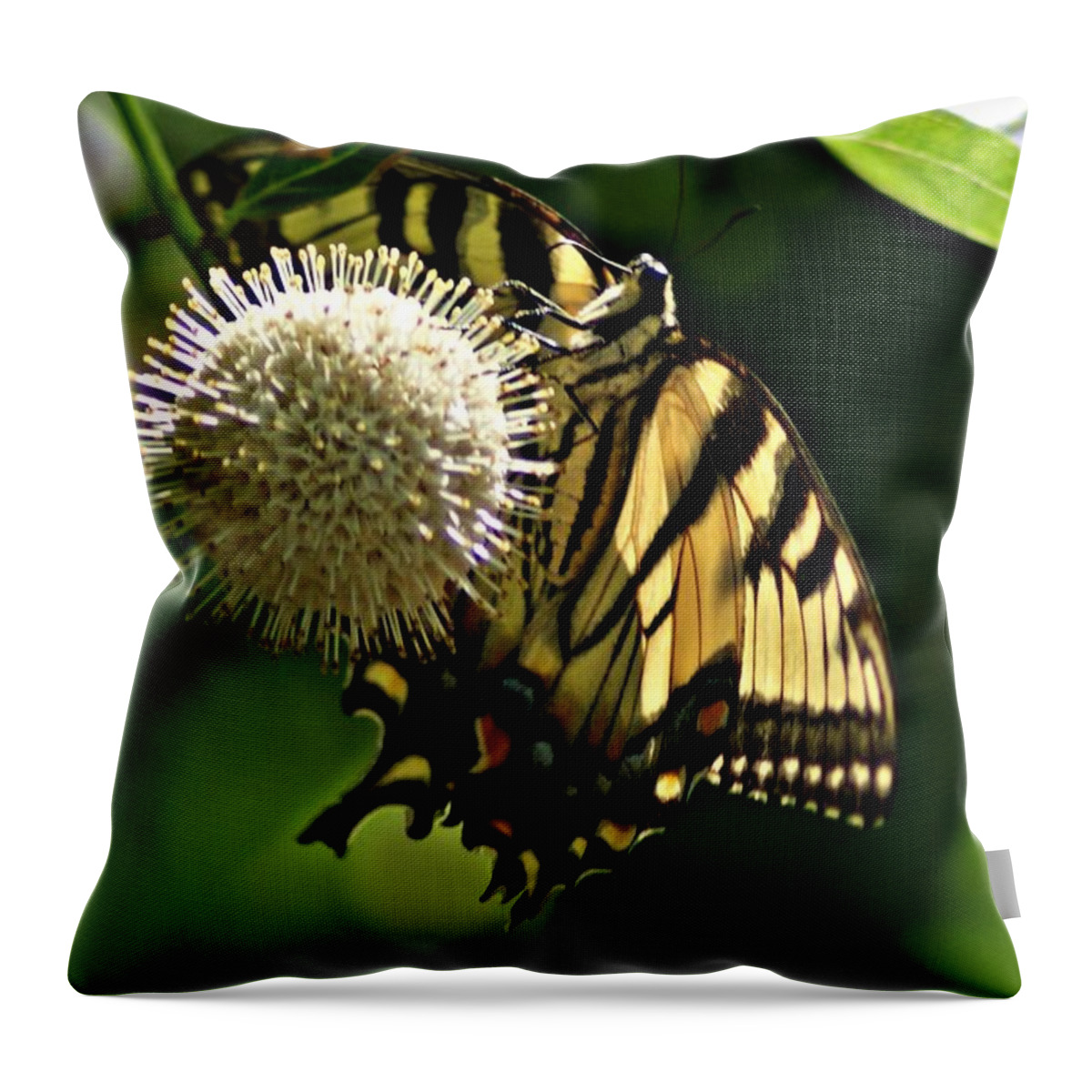 Butterfly Throw Pillow featuring the photograph Butterfly 2 by Joe Faherty
