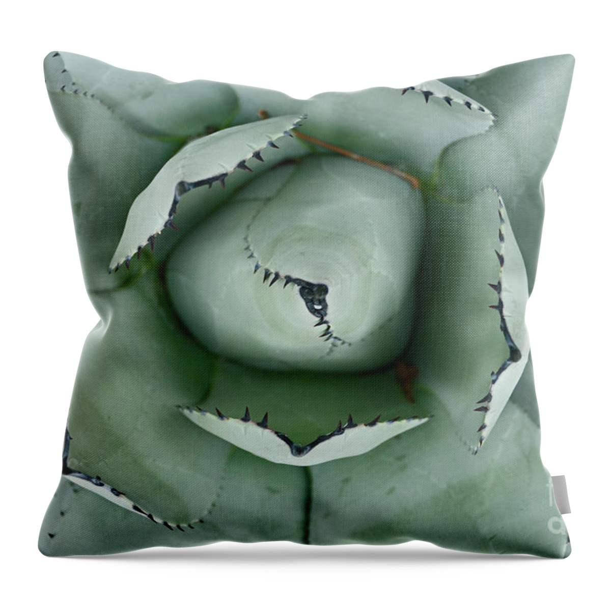 Cactus Throw Pillow featuring the photograph Cactus 1 by Cassie Marie Photography