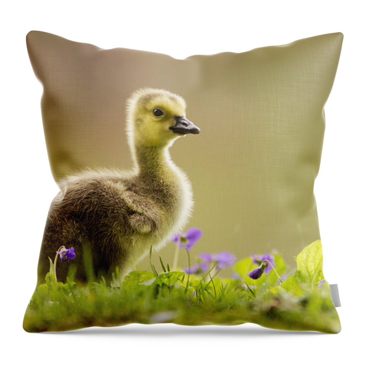 Canada Throw Pillow featuring the photograph Canada Goose Baby by Mircea Costina Photography