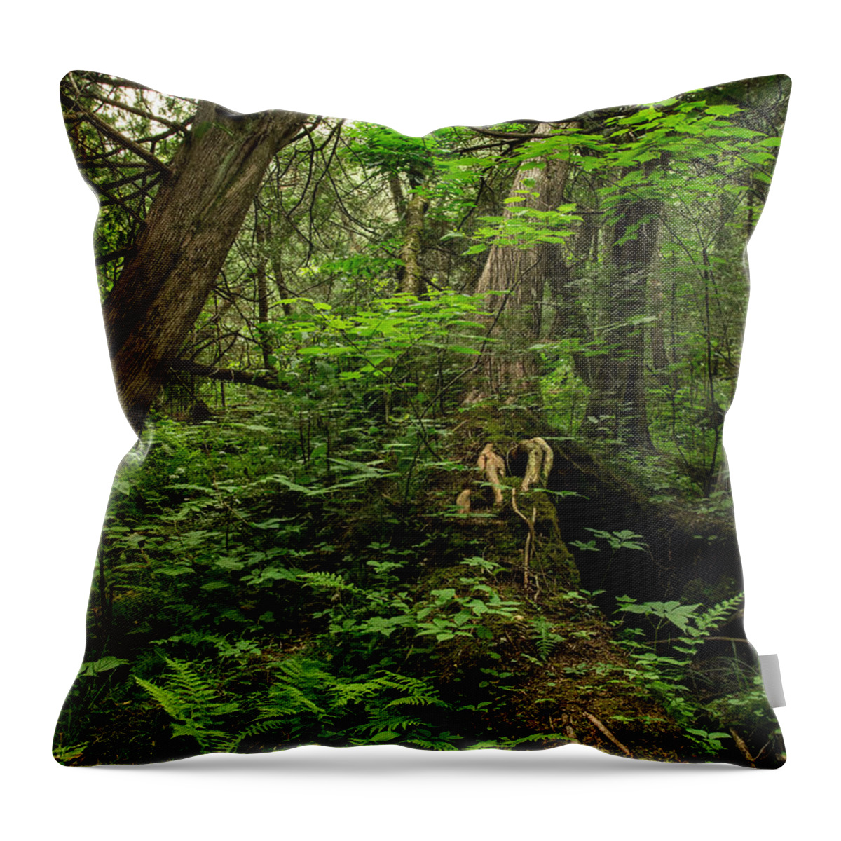 Green Mantle Throw Pillow featuring the photograph Canadian Bush by Jakub Sisak