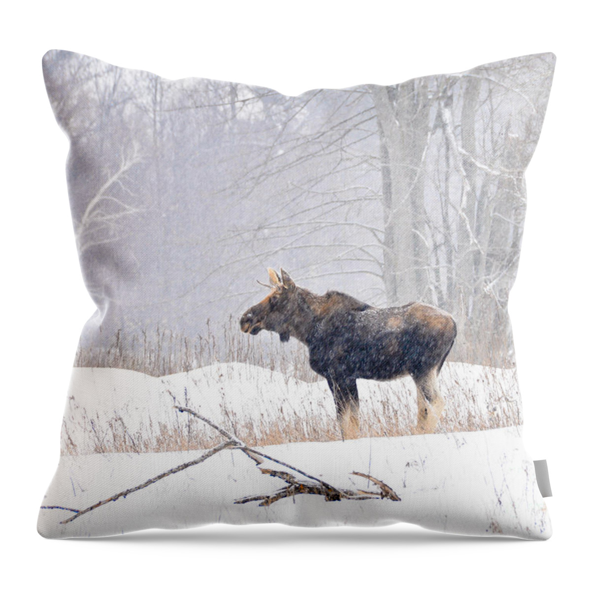 Moose Throw Pillow featuring the photograph Canadian Winter by Cheryl Baxter