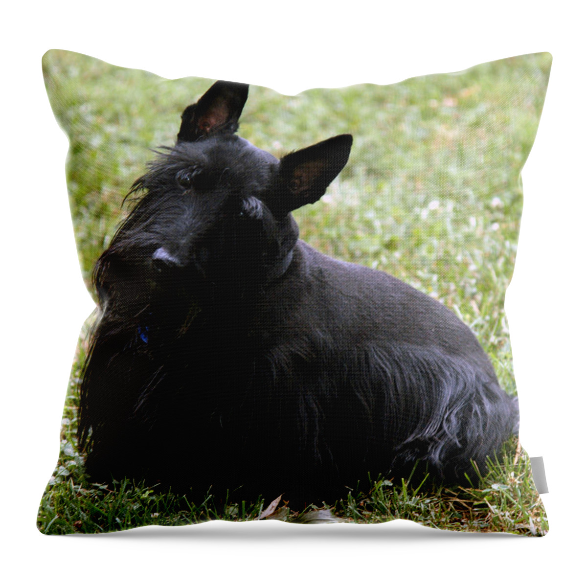 Scottish Terrier Throw Pillow featuring the photograph Can't Hear You by Wanda Brandon