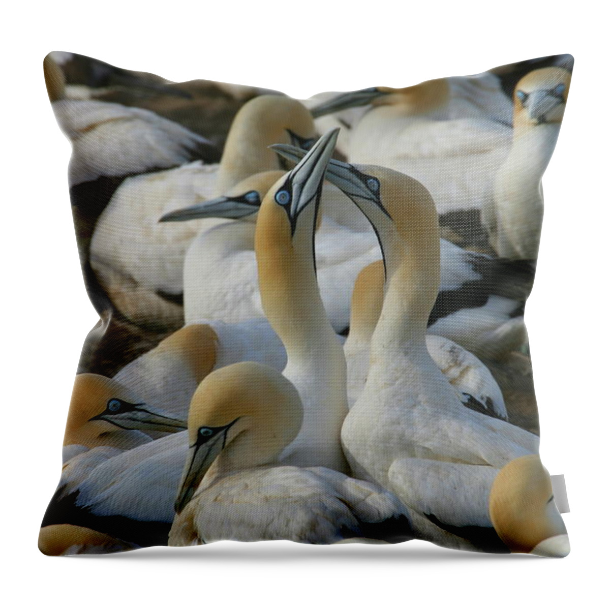 Gannet Throw Pillow featuring the photograph Cape Gannets by Bruce J Robinson