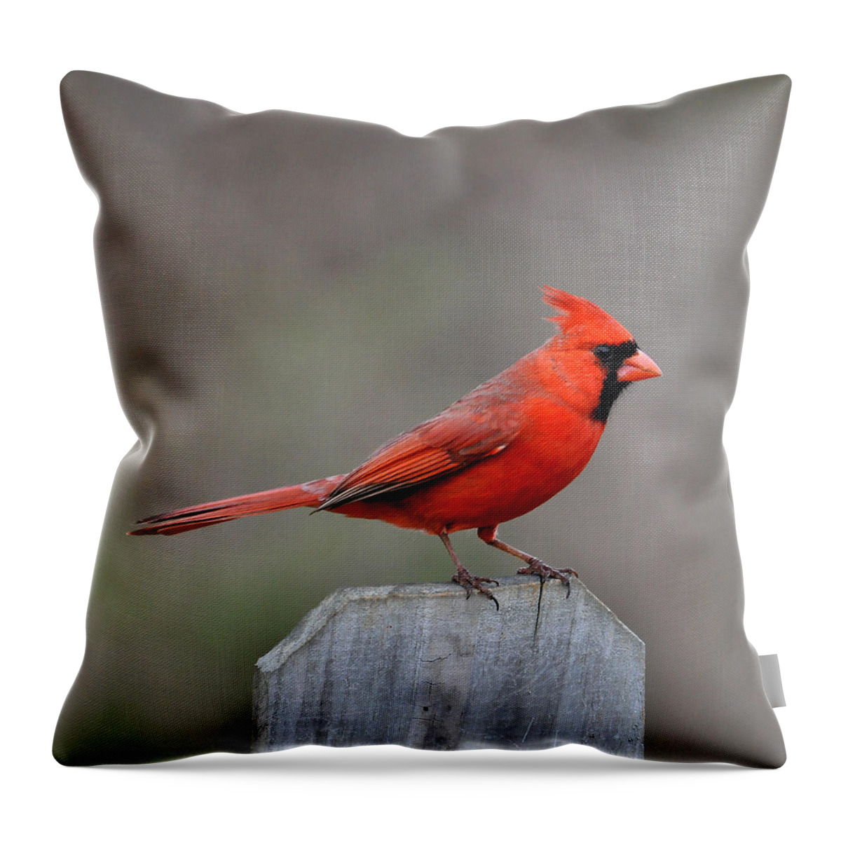 Cardinal Throw Pillow featuring the photograph Cardinal 1 by Todd Hostetter