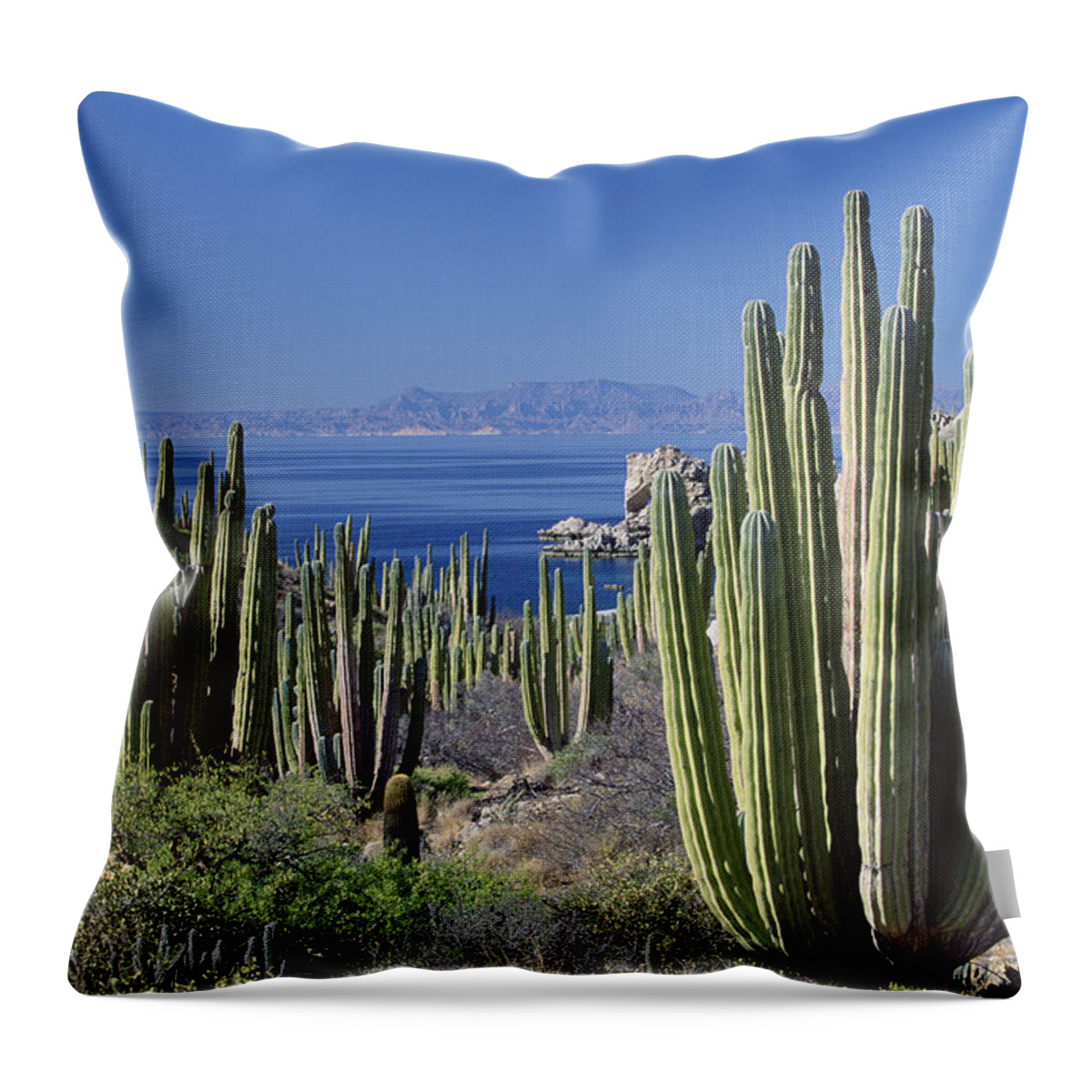 Mp Throw Pillow featuring the photograph Cardon Pachycereus Pringlei Cactus by Konrad Wothe