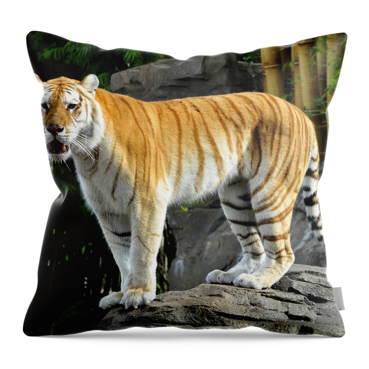 Fine Art Photography Throw Pillow featuring the photograph Cat on the rocks by David Lee Thompson