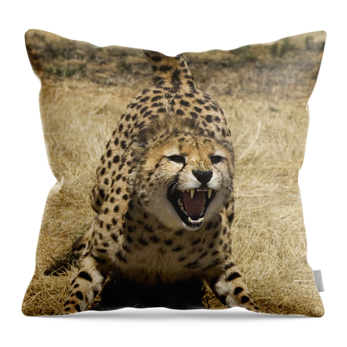 00761553 Throw Pillow featuring the photograph Cheetah Hissing by Suzi Eszterhas
