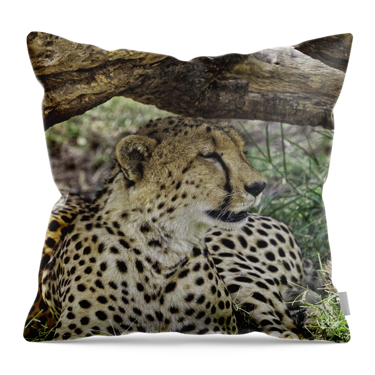 Africa Throw Pillow featuring the photograph Cheetah Resting by Perla Copernik