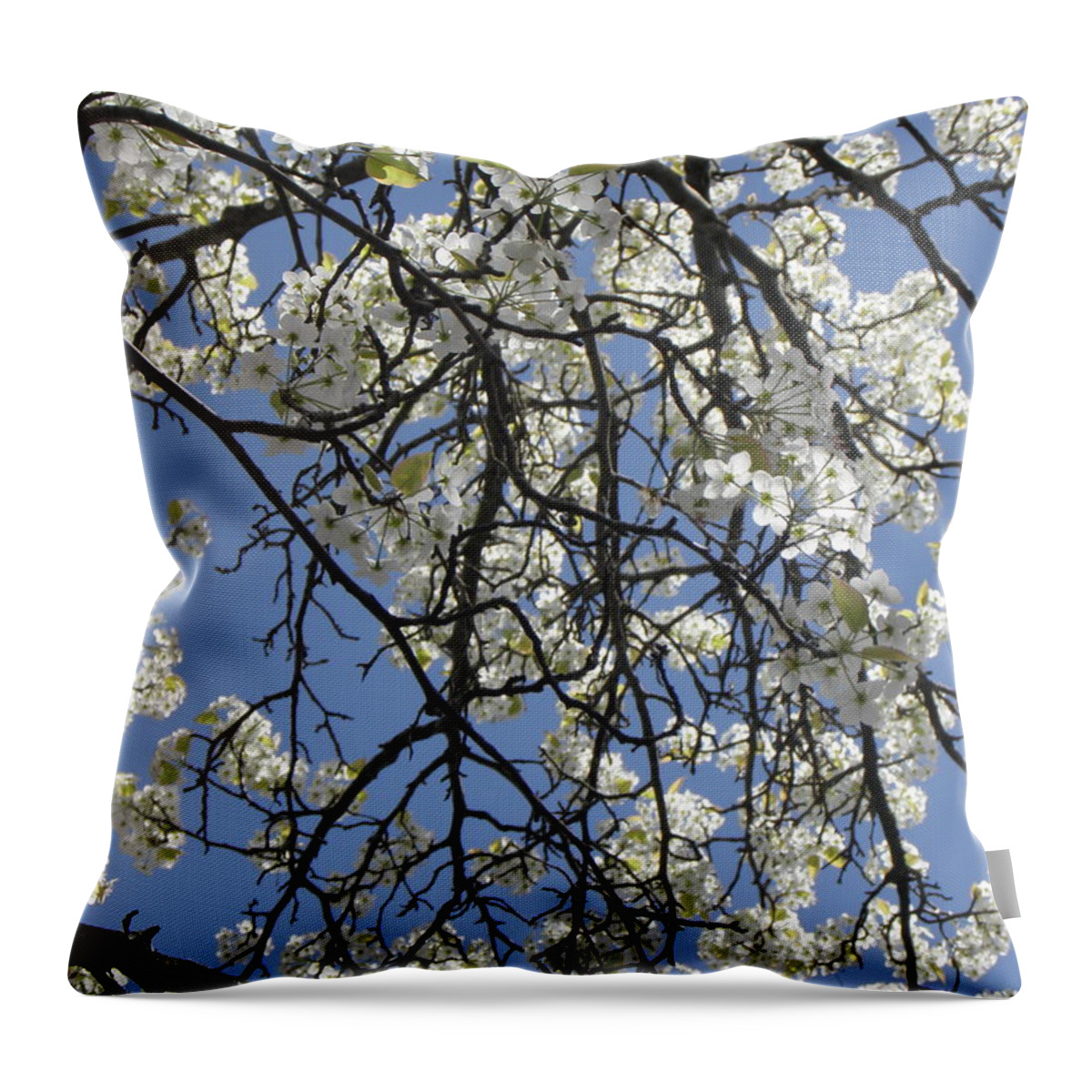Cherry Blossom Throw Pillow featuring the photograph Cherry Blossoms by Kim Galluzzo