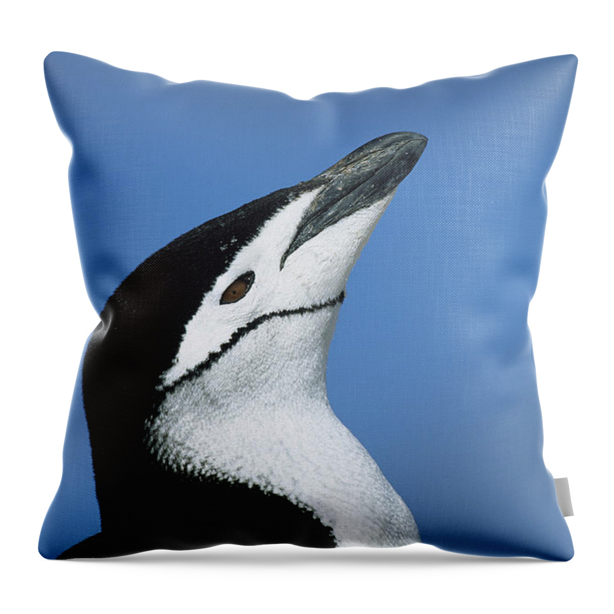 00260245 Throw Pillow featuring the photograph Chinstrap Penguin Adult Calling by Colin Monteath