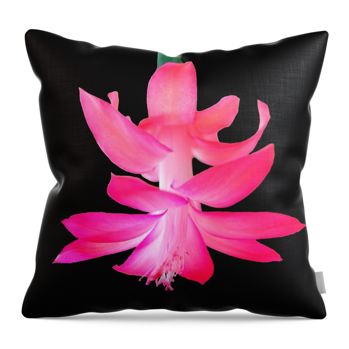 Flower Throw Pillow featuring the photograph Christmas Cactus by Steven Clipperton