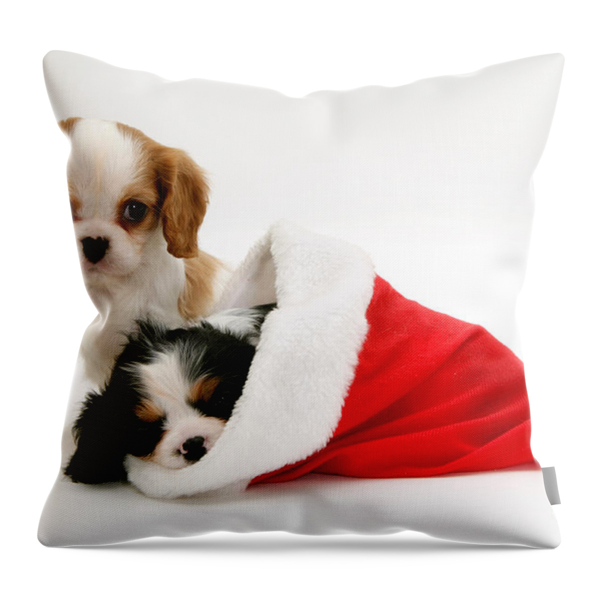 Animal Throw Pillow featuring the photograph Christmas Spaniels by Jane Burton